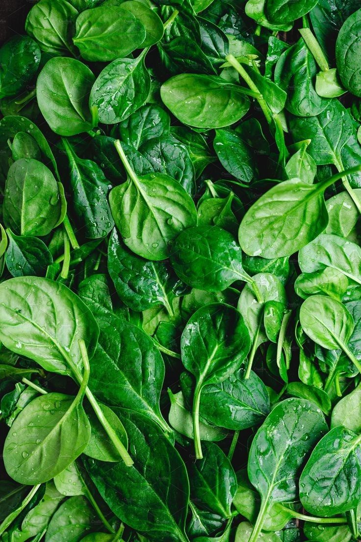 Cilantro perejil frescos en pod